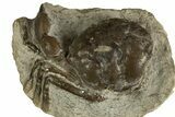 Eocene Fossil Crab (Pulalius) - Washington State #338080-1
